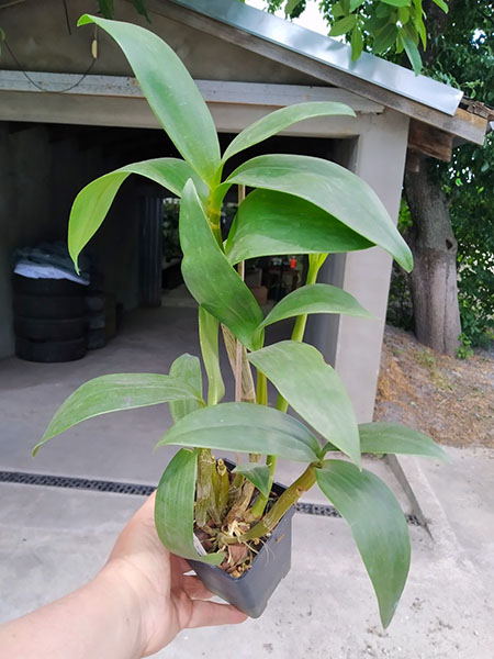 Dendrobium Sherry Abe (Peter Shen x spectabile).jpg