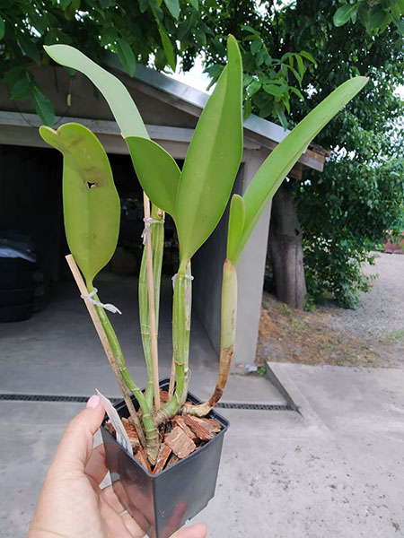 Cattleya lueddemanniana rubra 'W' x ('Fennel' x 'Maruja').jpg