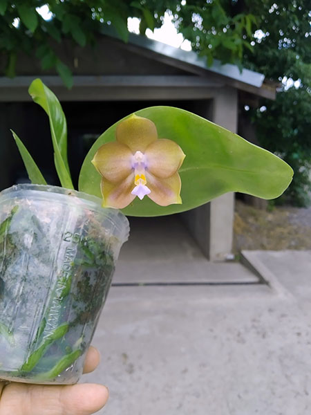 Phalaenopsis Mituo Princess 'Black Beauty' x (Lyndon Gold Ring x Miro Super Star).jpg