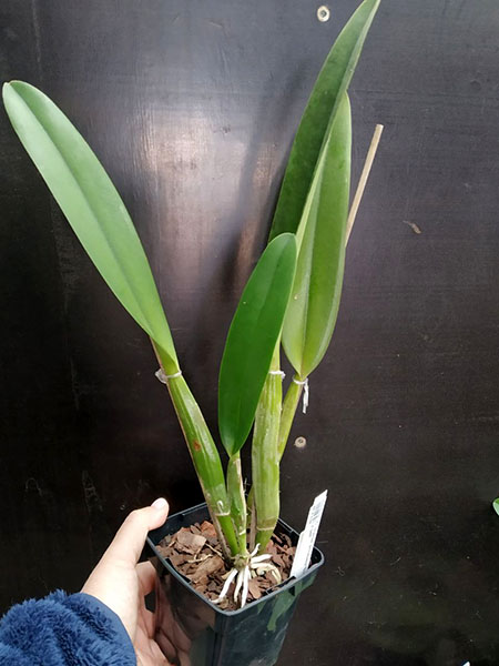 Cattleya trianae pincelada 'Suamena' x self.jpg