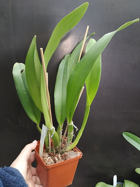 Cattleya Eva's Fabula y Azucar (jenmanii semi-alba x rex).jpg