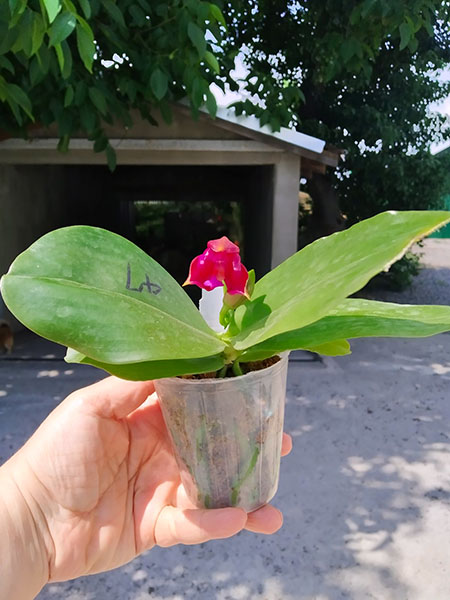 Phalaenopsis Mituo Reflex Dragon 'Blue - 2' x Mituo Love 'Rainbow-520'.jpg