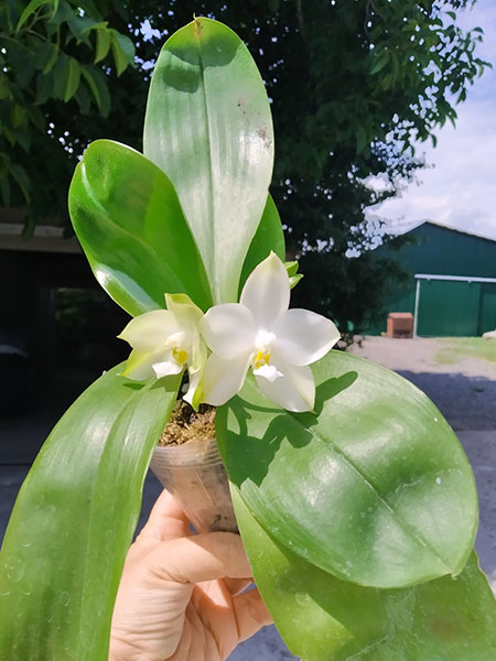 Phalaenopsis Mituo Purple Dragon 'BLue White' x Mituo Golden Tiger 'TTT'.jpg