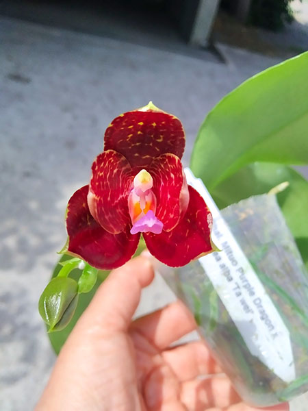 Phalaenopsis Mituo Purple Dragon x gigantea alba 'Ta wei'.jpg