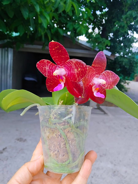 Phalaenopsis Mituo Purple Dragon x gigantea alba 'Ta wei'.jpg