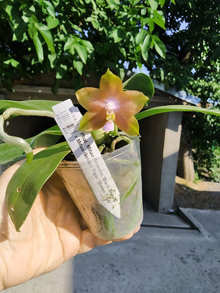 Phalaenopsis Mituo Princess 'Black Beauty' x Mituo Golden Tiger 'Green Tiger'.jpg