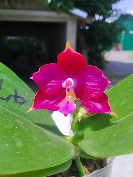 Phalaenopsis Mituo Reflex Dragon 'Blue - 2' x Mituo Love 'Rainbow-520'.jpg