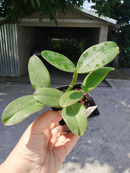 Cattleya aclandiae coerulescens 'Unique' x aclandiae tipo 'Desejada'.jpg