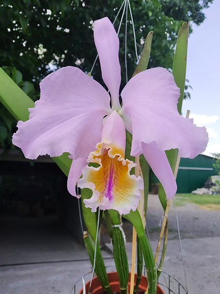 Cattleya mossiae yellow lip x coerulea 'Pablo'.jpg
