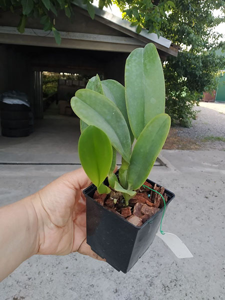 Laeliocattleya Dinard 'Blue Heaven'.jpg