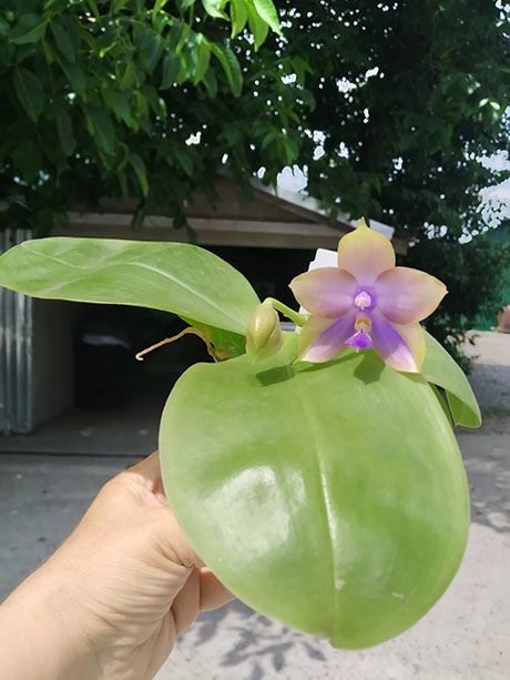 Phalaenopsis Mituo Princess 'Black Beauty' x (Lyndon Gold Ring x Miro Super Star).jpg