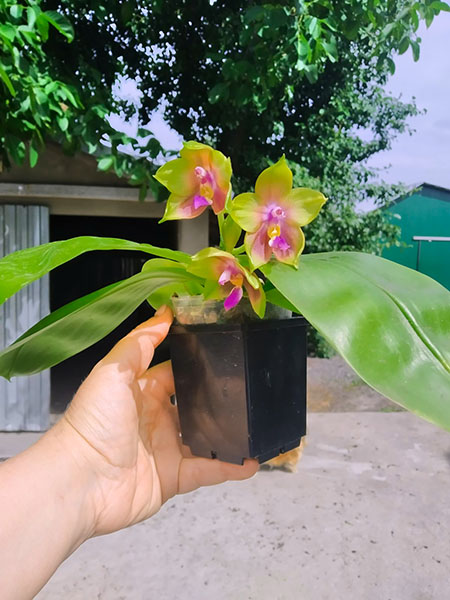 Phalaenopsis Mituo Princess 'Black Beauty' x (speciosa x Mituo Prince) 'Taro purple'.jpg
