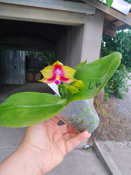 Phalaenopsis Mituo Reflex Dragon 'Blue - 2' x Mituo Love 'Rainbow-520'.jpg