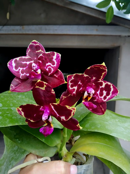 Phalaenopsis Yaphon Black Rose 'BKM-13'.jpg