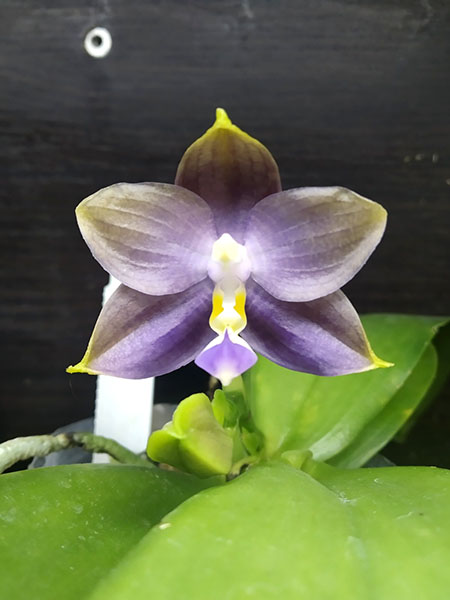 Phalaenopsis Mituo Blue Cat (Mituo Reflex Dragon 'Blue -2' x Mituo Purple Dragon 'Blue Whale').jpg