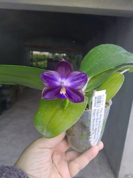 Phalaenopsis Mituo Blue Cat (Mituo Reflex Dragon 'Blue -2' x Mituo Purple Dragon 'Blue Whale').jpg