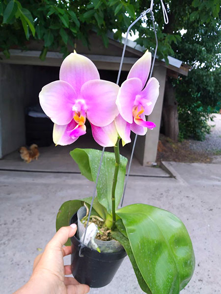 Phalaenopsis Sweet Memory.jpg