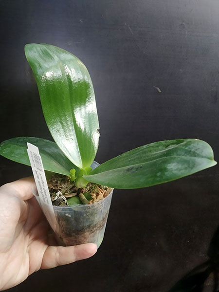 Phalaenopsis Mituo Purple Dragon x Yungho Gelb Canary 'Sunshine'.jpg