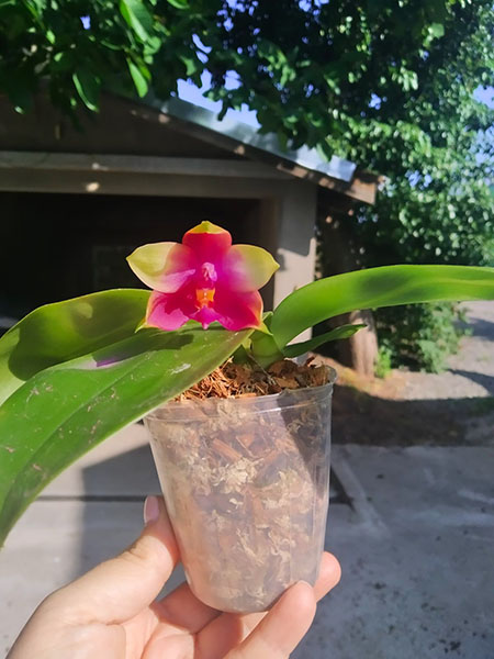 Phalaenopsis Ld's Bear King x Samera.jpg