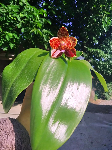 Phalaenopsis Mituo Purple Dragon x gigantea alba 'Ta wei'.jpg