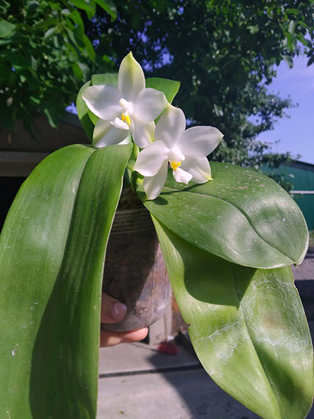 Phalaenopsis Mituo Purple Dragon 'BLue White' x Mituo Golden Tiger 'TTT'.jpg