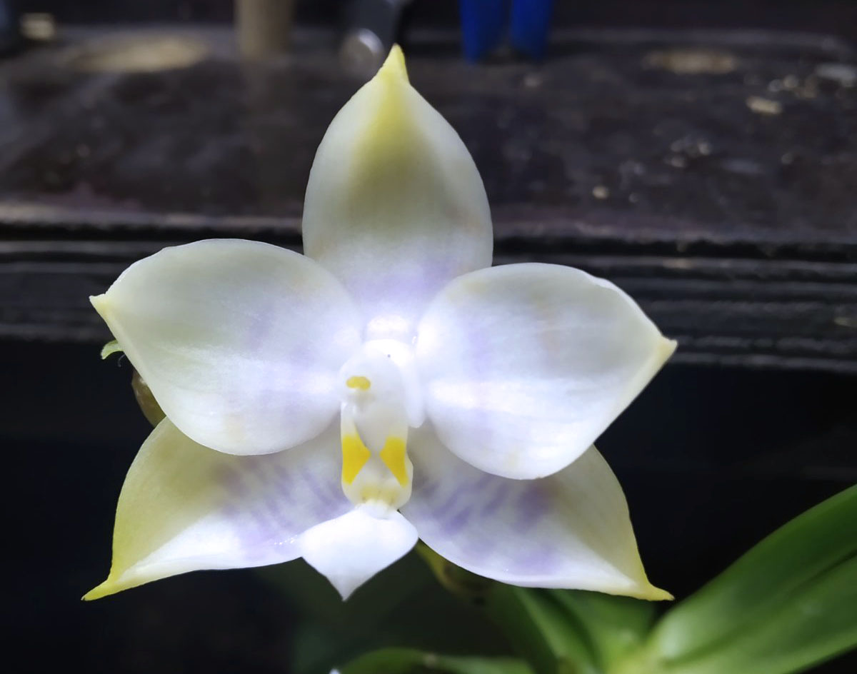 Phalaenopsis Mituo Purple Dragon 'BLue White' x Mituo Golden Tiger 'TTT'.jpg