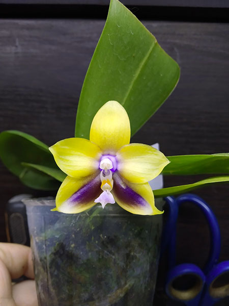 Phalaenopsis Mituo Princess 'Black Beauty' x (Lyndon Gold Ring x Miro Super Star).jpg