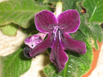 Bristol’s Black 1Jacket.jpg