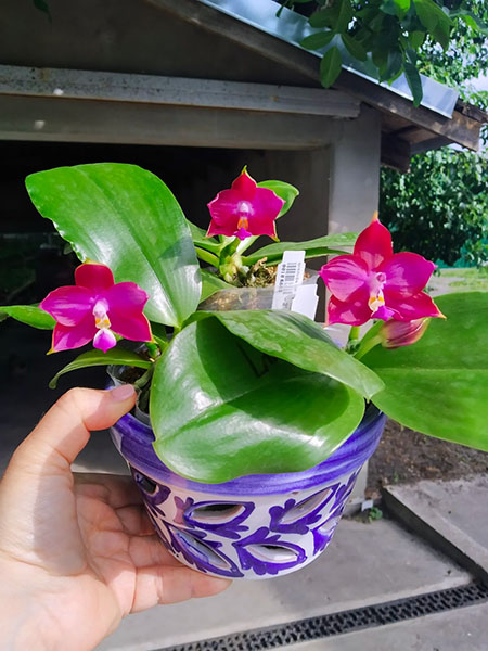 Phalaenopsis Mituo Reflex Dragon 'Blue - 2' x Mituo Love 'Rainbow-520'.jpg