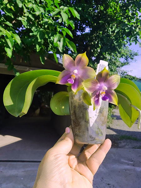 Phalaenopsis Mituo Reflex Dragon 'Blue -2' x Mituo 24 Solar Terms 'Black Angel'.jpg