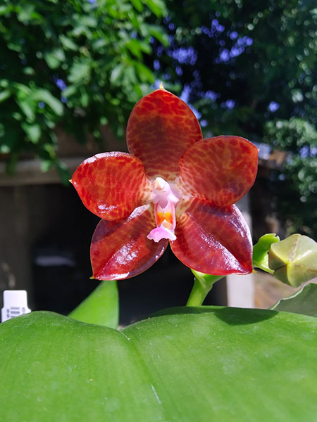 Phalaenopsis Mituo Purple Dragon x gigantea alba 'Ta wei'.jpg