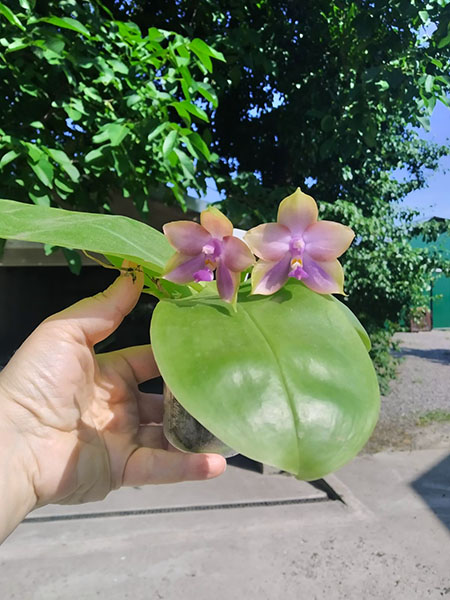 Phalaenopsis Mituo Princess 'Black Beauty' x (Lyndon Gold Ring x Miro Super Star).jpg
