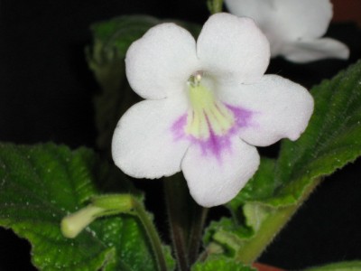 Feathers On Ice1.jpg