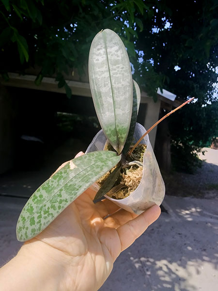 Phalaenopsis schilleriana stripes.jpg