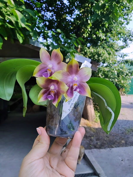 Phalaenopsis Mituo Reflex Dragon 'Blue -2' x Mituo 24 Solar Terms 'Black Angel'.jpg