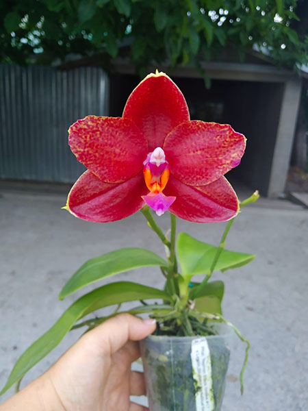 Phalaenopsis Yaphon Black Snake #17 x Lioulin Bluebird 'Dark Blue Flat'.jpg