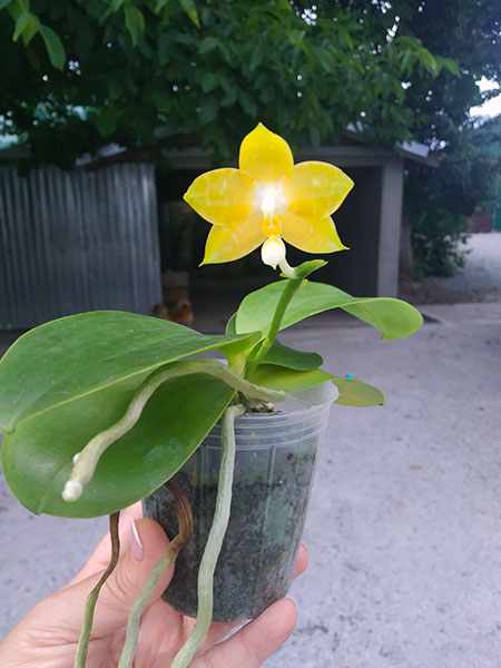Phalaenopsis Yaphon 'Yellow Story' x Nobby's 'Doctor Chu'.jpg