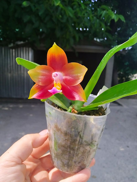 Phalaenopsis Mituo Reflex Dragon 'Blue - 2' x Mituo Love 'Rainbow-520'.jpg