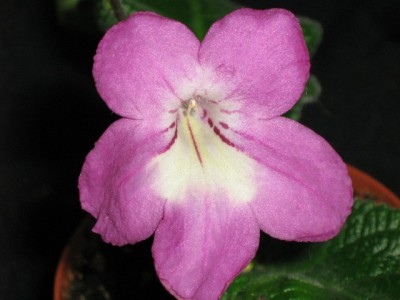 Bristol’s Hot Lips (R. Robinson).jpg