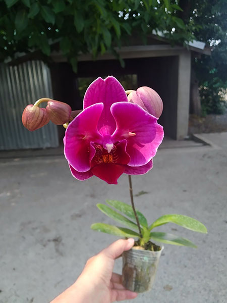 Phalaenopsis Ching Ann Diamond 'ES' #39.jpg