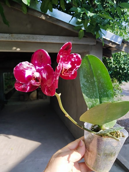 Phalaenopsis Mituo Sunrise 'Snow Red'.jpg