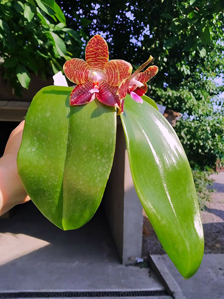 Phalaenopsis Mituo Purple Dragon x gigantea alba 'Ta wei'.jpg