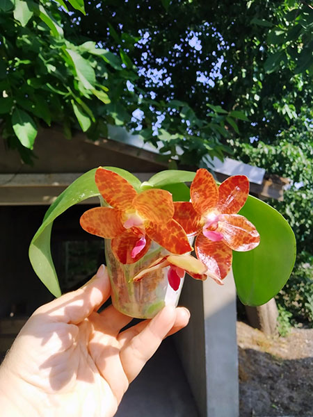 Phalaenopsis Mituo Purple Dragon x gigantea alba 'Ta wei'.jpg