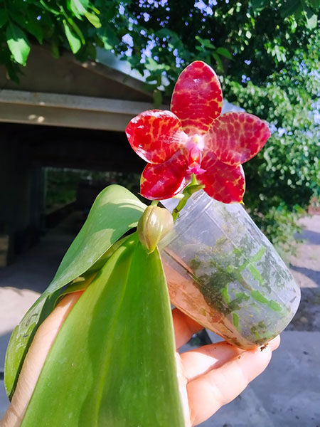 Phalaenopsis Mituo Purple Dragon x gigantea alba 'Ta wei'.jpg