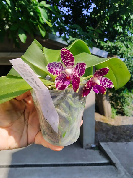 Phalaenopsis Mituo Purple Dragon x gigantea alba 'Ta wei'.jpg