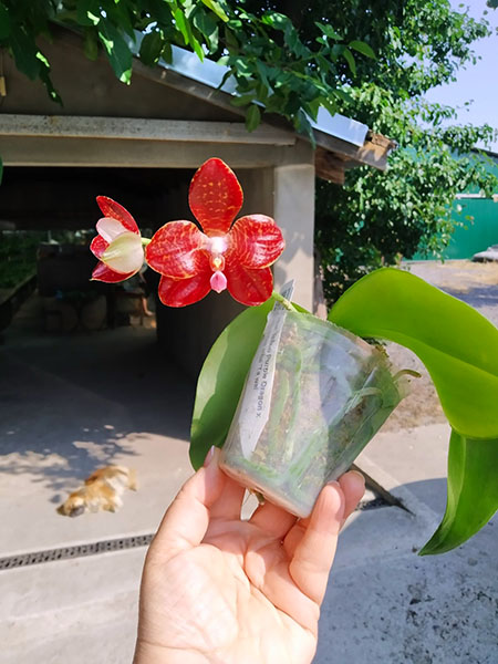 Phalaenopsis Mituo Purple Dragon x gigantea alba 'Ta wei'.jpg