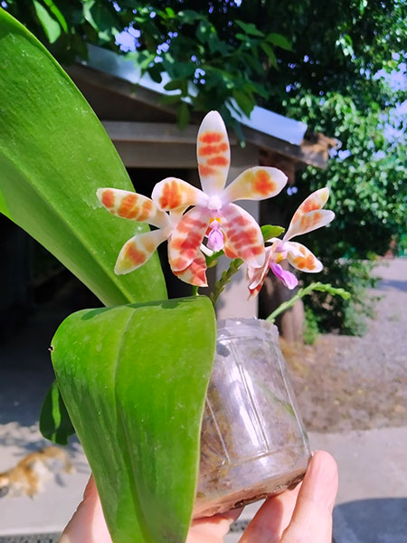 Phalaenopsis Chienlung Mary (speciosa x mariae).jpg