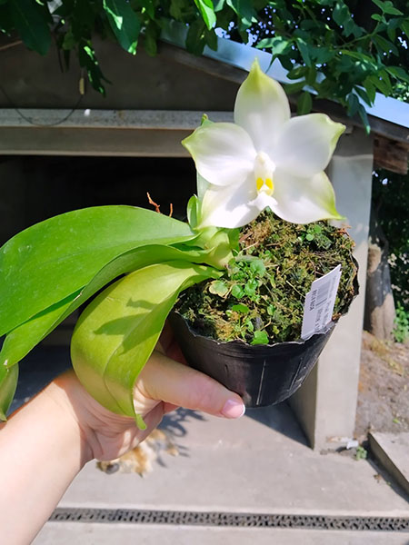 Phalaenopsis Mituo Purple Dragon 'BLue White' x Mituo Golden Tiger 'TTT'.jpg