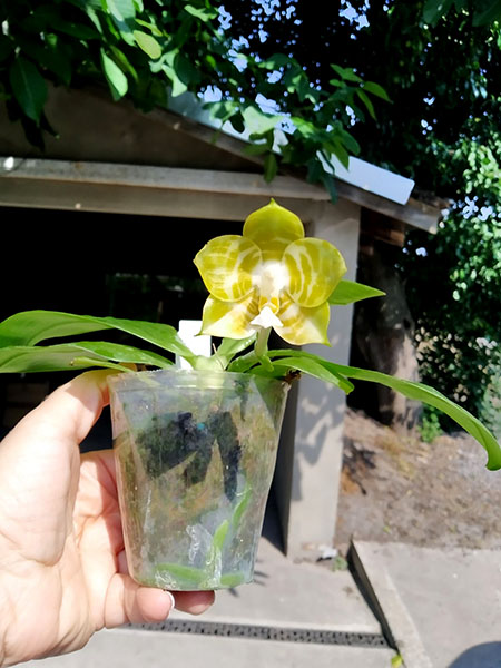 Phalaenopsis Mituo Reflex KIng 'flava#1' (Lyndon Reflex x LD's Bear King).jpg