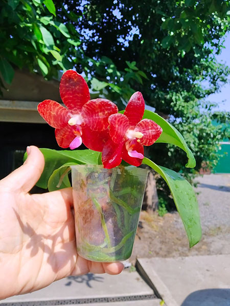 Phalaenopsis Mituo Purple Dragon x gigantea alba 'Ta wei'.jpg